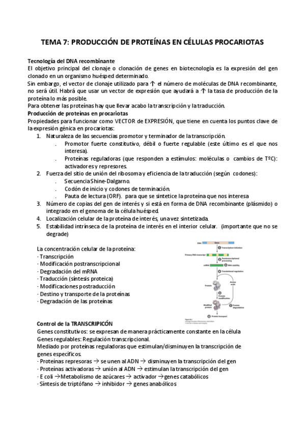 Miniatura del documento TEMA 7 PRODUCCIÓN DE PROTEÍNAS EN CÉLULAS PROCARIOTAS.pdf