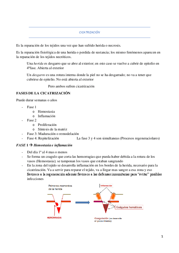 Miniatura del documento CICATRIZACION.pdf