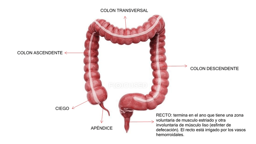 Miniatura del documento Intestino-grueso.jpg