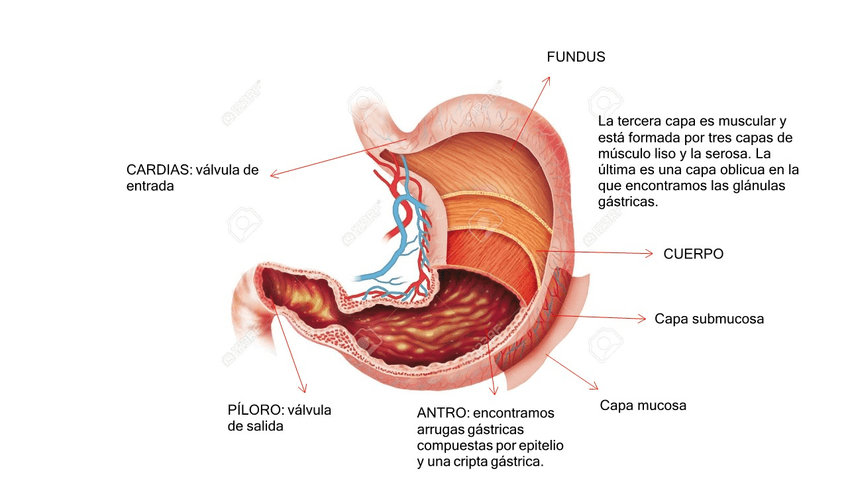 Miniatura del documento Estomago.jpg