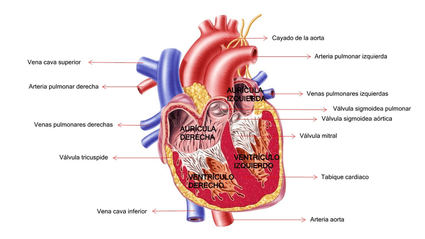 Miniatura del documento Anatomia-del-corazon-Copiar1.jpg