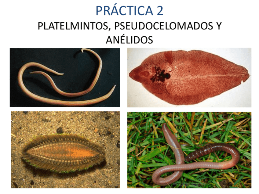 Miniatura del documento PLATELMINTOS PSEUDOCELOMADOS Y ANÉLIDOS.pdf