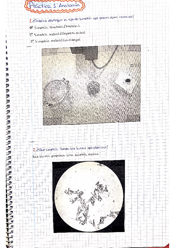 Miniatura del documento Apuntes-practicas-Zoologia.pdf