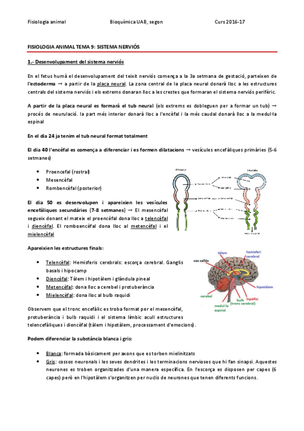 Miniatura del documento FISIOLOGIA ANIMAL TEMA 9 - SISTEMA NERVIÓS.pdf