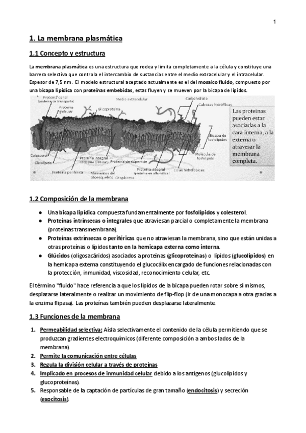 Miniatura del documento Resumen-Envolturas-celulares-y-orgaulos-no-membranosos.pdf