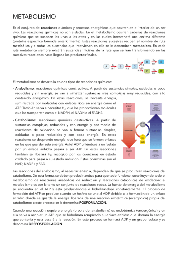 Miniatura del documento Metabolismo-.pdf