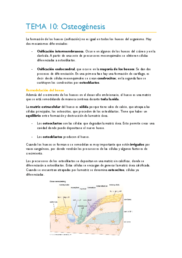 Miniatura del documento TEMA-10.pdf