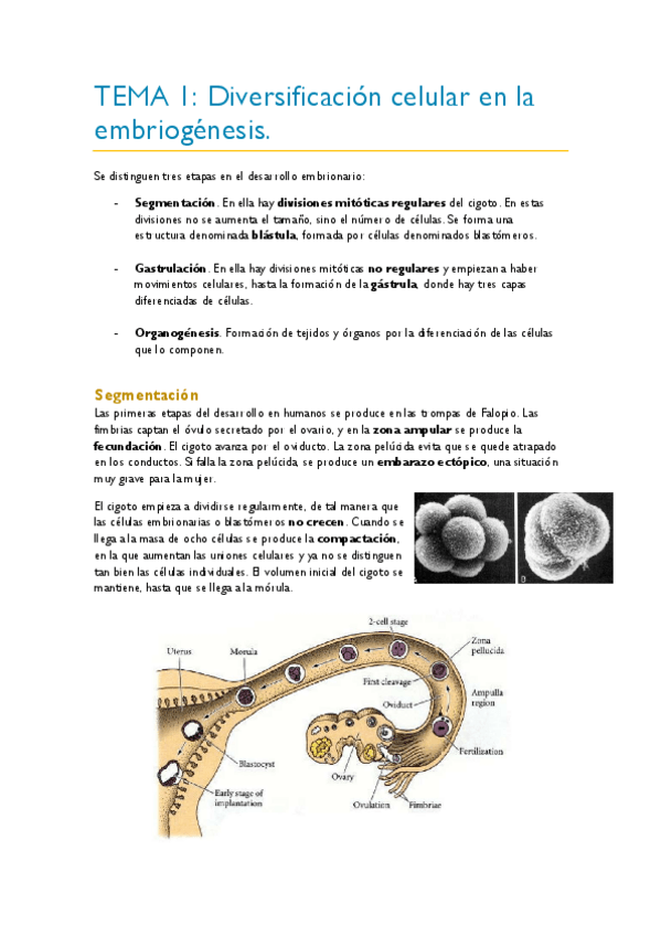 Miniatura del documento TEMA-1.pdf