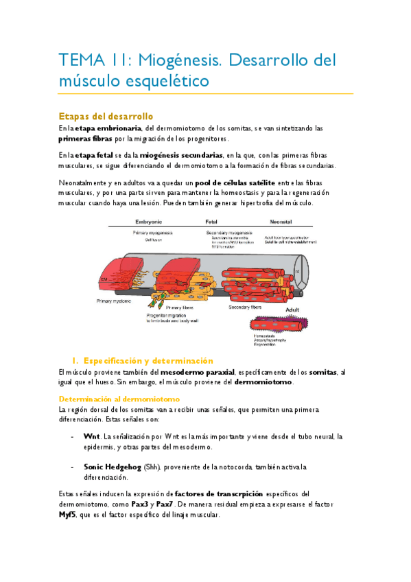 Miniatura del documento TEMA-11.pdf