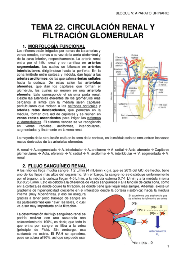 Miniatura del documento 22-CIRCULACION-RENAL-Y-FILTRACION-GLOMERULAR.pdf