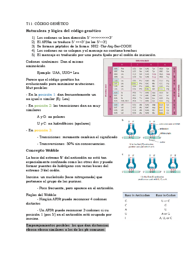 Miniatura del documento T11Codigo-genetico.pdf