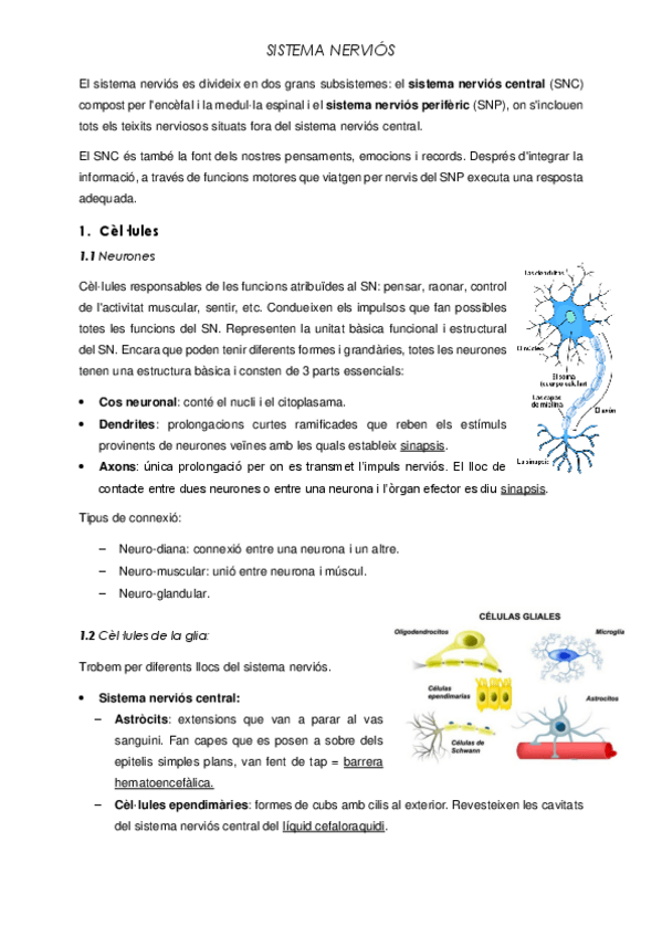 Miniatura del documento SISTEMA-NERVIOS.pdf