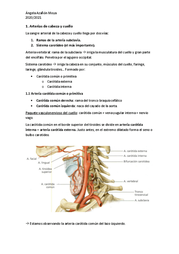 Miniatura del documento Arterias-y-venas-de-cabeza-y-cuello.pdf