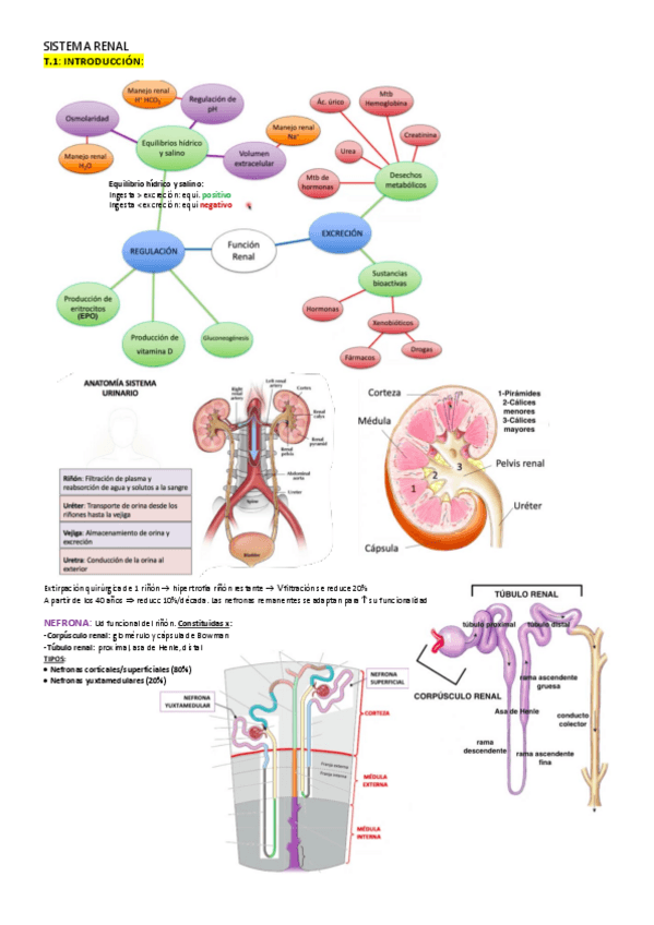 Miniatura del documento SISTEMA-RENAL.pdf