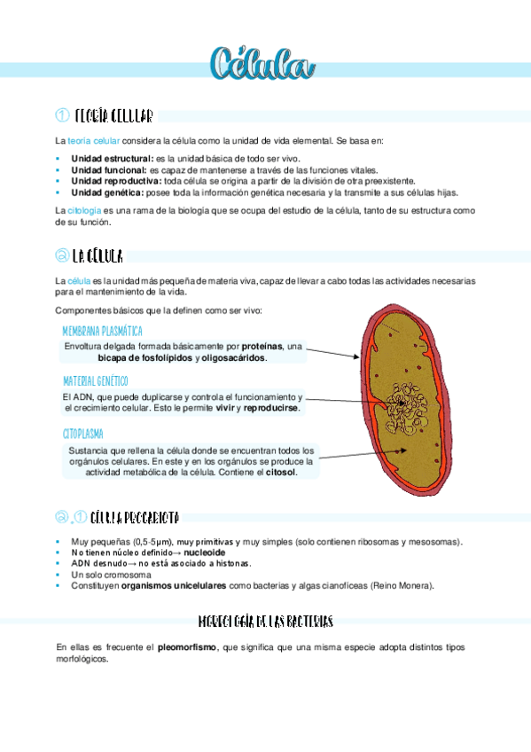 Miniatura del documento Celula.pdf