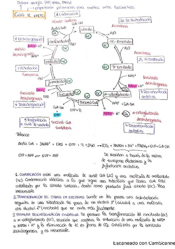 Miniatura del documento CICLO-DE-KREBS-1.pdf