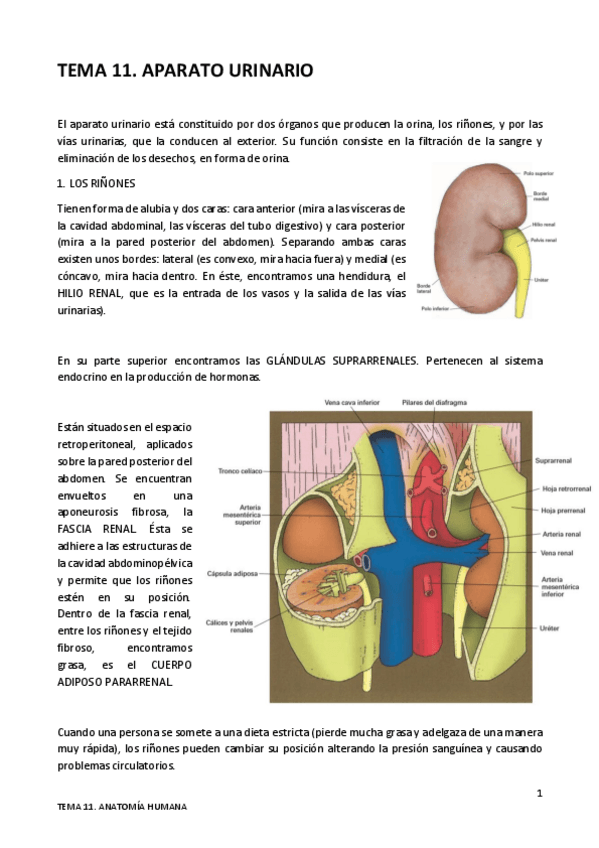 Miniatura del documento TEMA-11.pdf