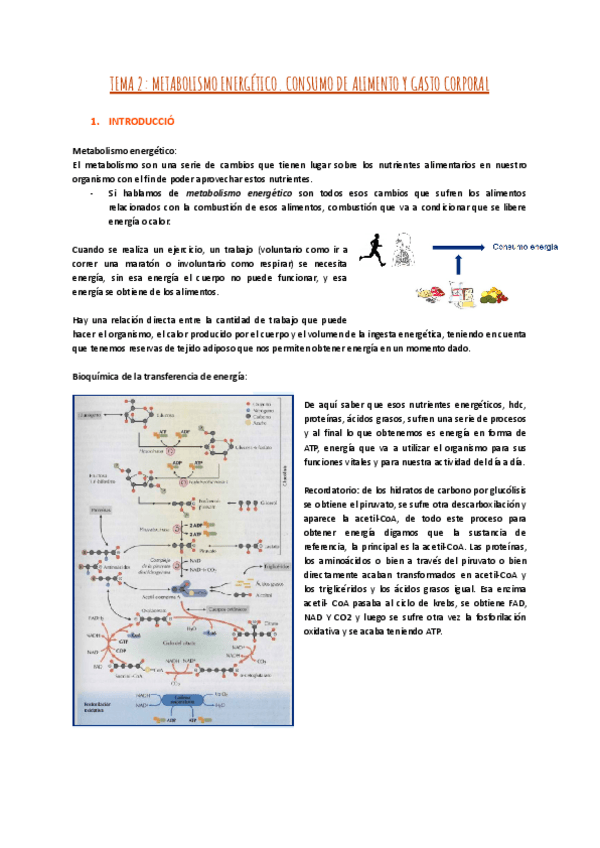 Miniatura del documento TEMA-2-METABOLISMO-ENERGETICO.pdf