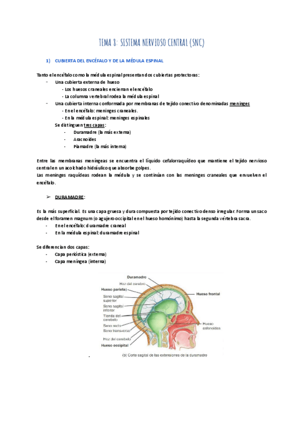 Miniatura del documento TEMA-8-SISTEMA-NERVIOSO-CENTRAL.pdf