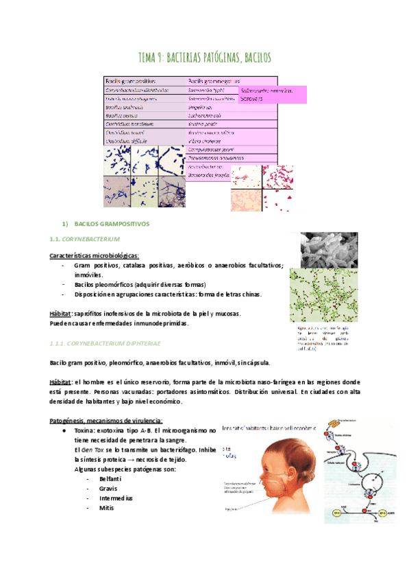 Miniatura del documento TEMA-9-BACILOS.pdf