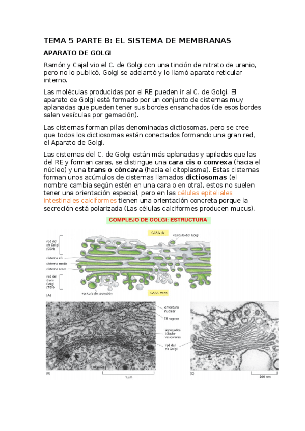 Miniatura del documento BIOCEL-T5B.docx
