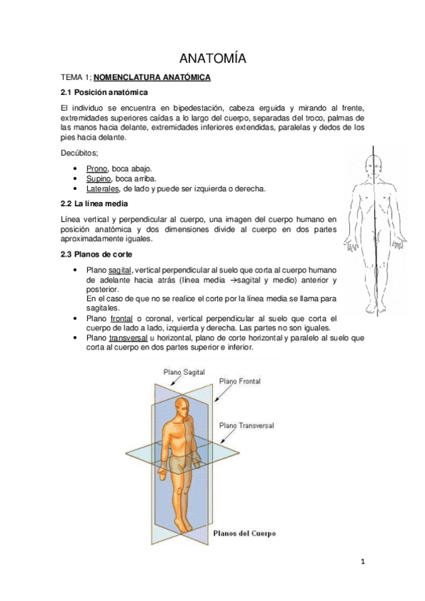 Miniatura del documento ANATOMIA-COMPLETA.pdf