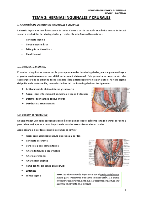 Miniatura del documento TEMA-2-HERNIAS-INGUINALES-Y-CRURALES.pdf
