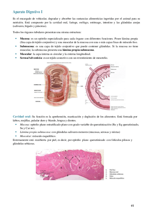 Miniatura del documento Apuntes-organografia.pdf