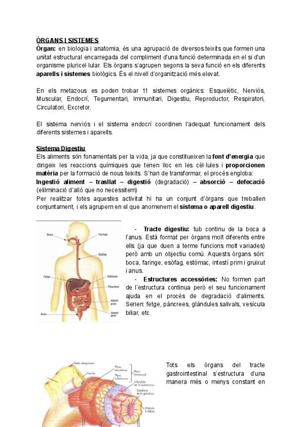 Miniatura del documento 4-MORFOLOGIA-I-ORGANITZACIO-ANIMAL-2.pdf