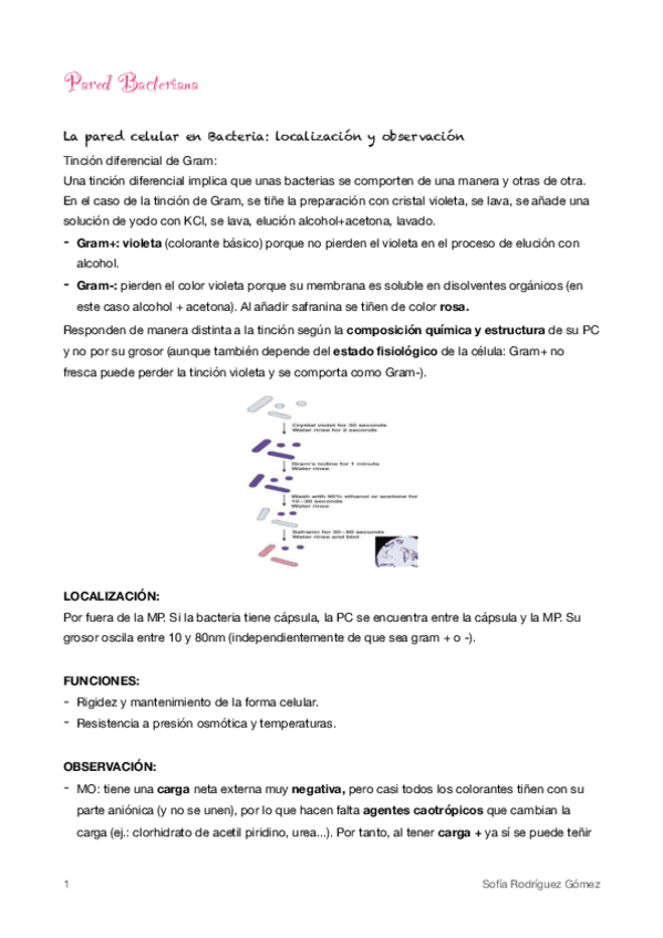 Miniatura del documento 6-Pared-Bacteriana.pdf