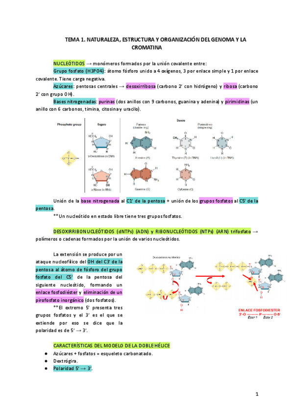 Miniatura del documento Tema-1-resumen.pdf