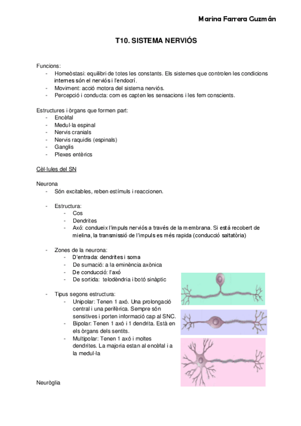 Miniatura del documento Sistema-nervios.pdf