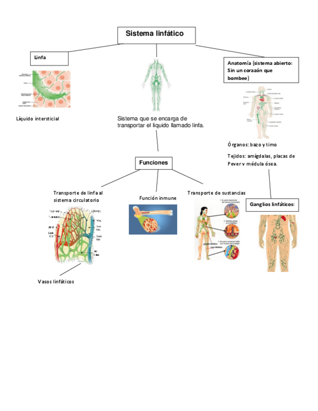Miniatura del documento Sistema-linfatico.pdf