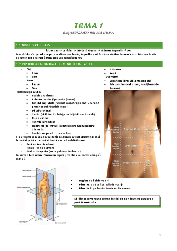 Miniatura del documento Tema-1-Organitzacio-del-cos-huma.pdf