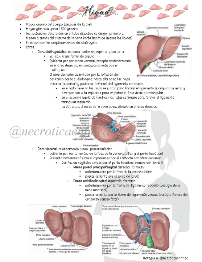 Miniatura del documento Higado.pdf