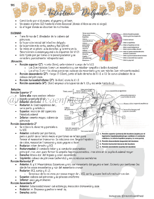 Miniatura del documento Intestino-Delgado.pdf