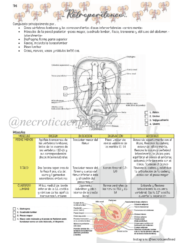 Miniatura del documento Retroperitoneo.pdf