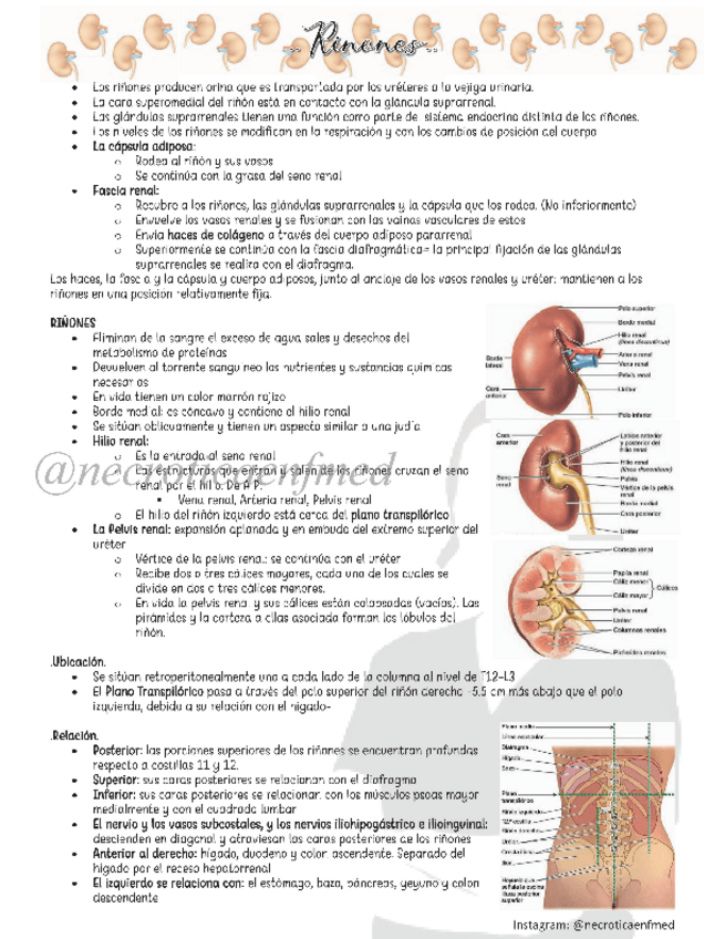 Miniatura del documento Rinones-y-Glandulas-Suprarrenales.pdf