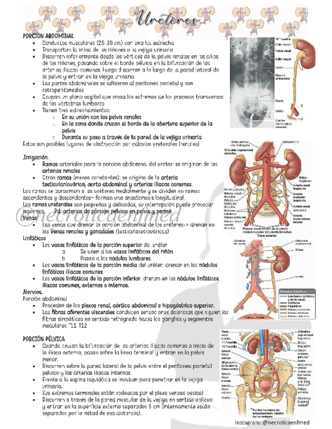 Miniatura del documento Ureteres.pdf