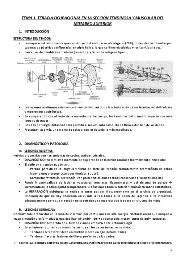Miniatura del documento T1.pdf