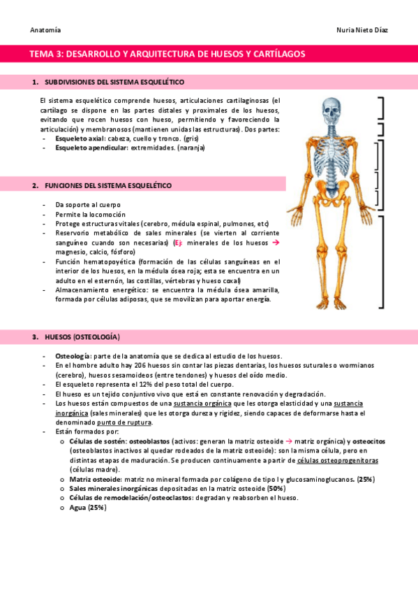 Miniatura del documento TEMA-3-Desarrollo-y-arquitectura-de-huesos-y-cartilagos.pdf