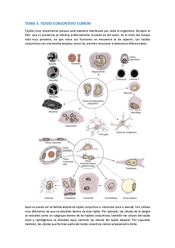 Miniatura del documento TEMA-3.pdf