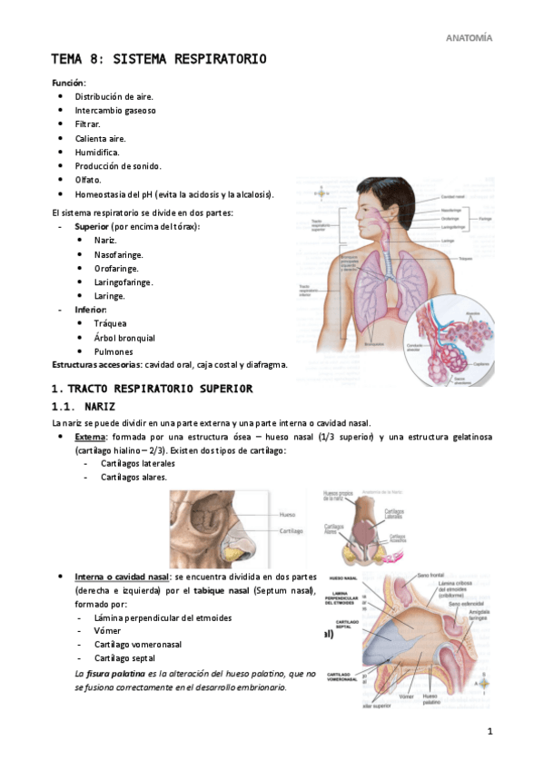 Miniatura del documento Tema-8-Sistema-Respiratorio.pdf