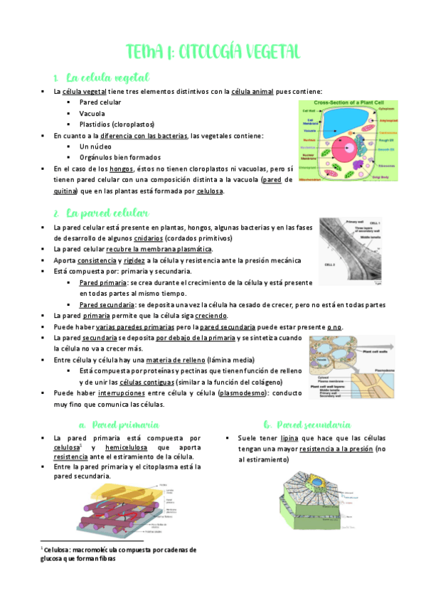 Miniatura del documento TEMA-1-La-celula-vegetal.pdf