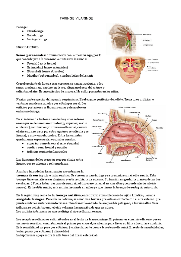 Miniatura del documento FARINGE-Y-LARINGE-1.pdf