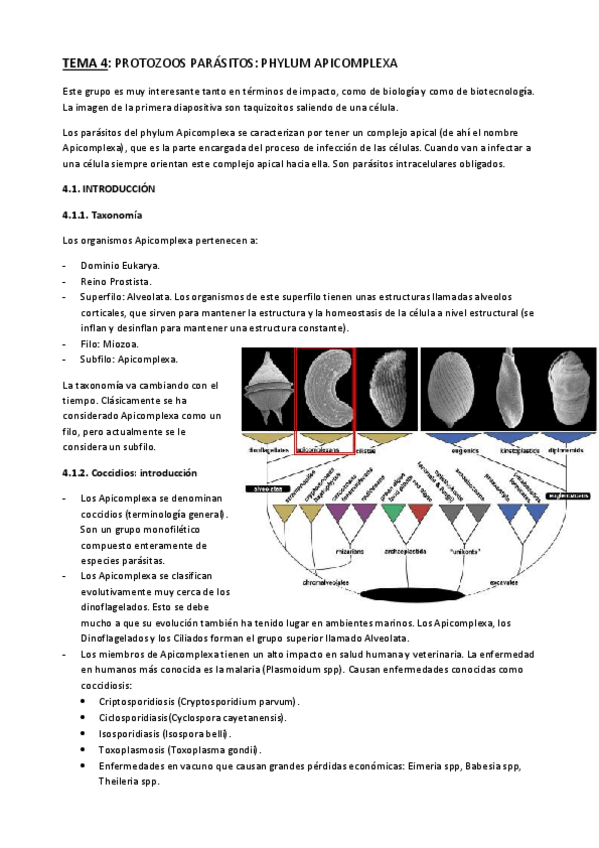 Miniatura del documento Tema-4-Apicompexa.pdf