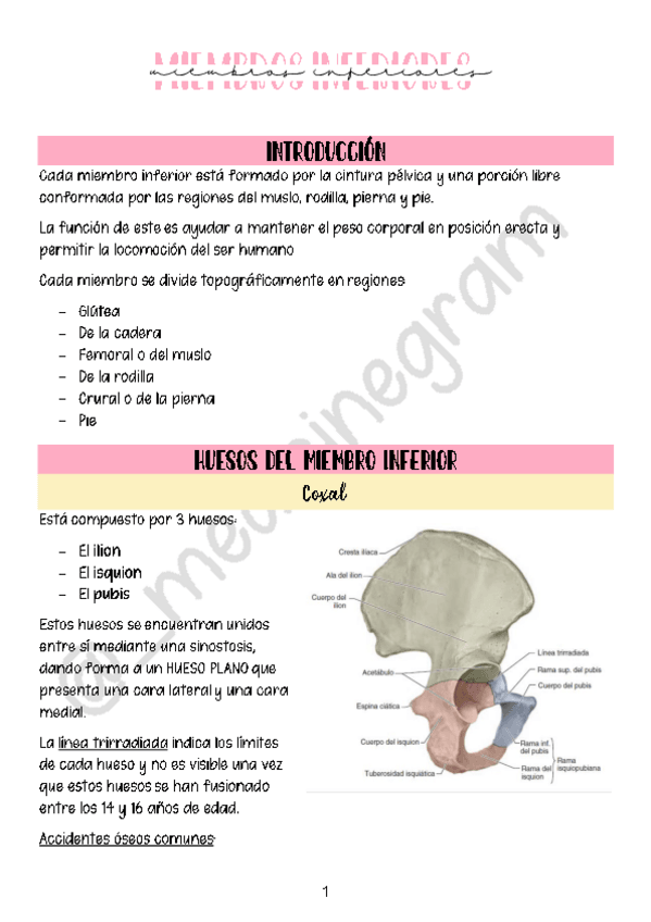 Miniatura del documento MIEMBRO-INFERIOR.pdf