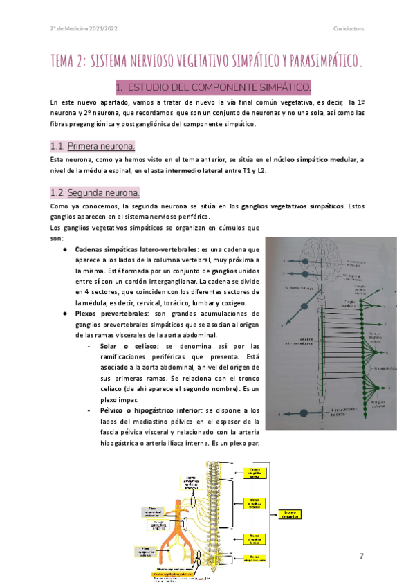 Miniatura del documento TEMA-2-SISTEMA-NERVIOSO-VEGETATIVO-SIMPATICO-Y-PARASIMPATICO.pdf