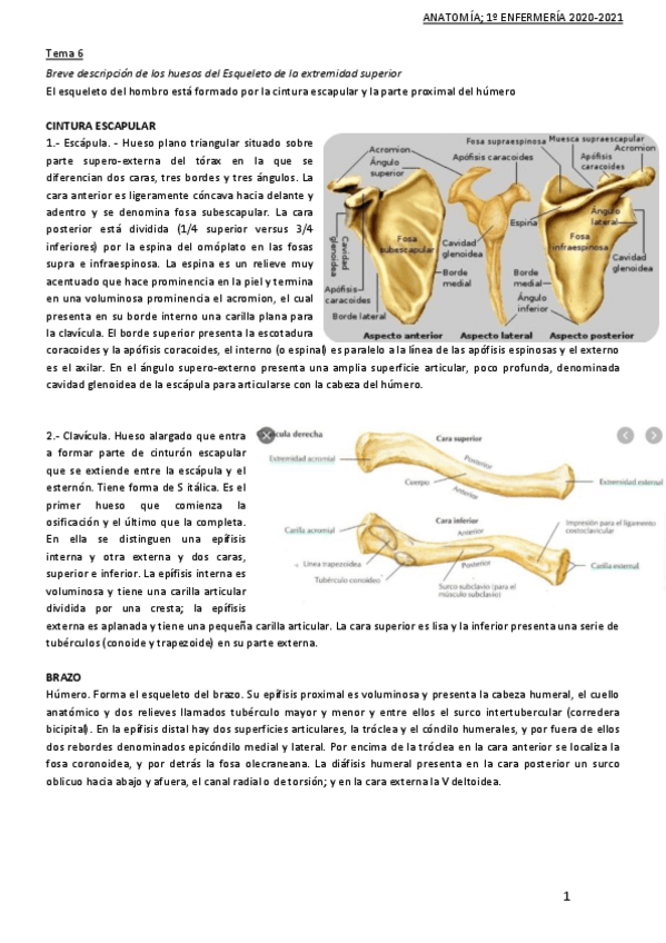 Miniatura del documento TEMA-6-anatomia.pdf