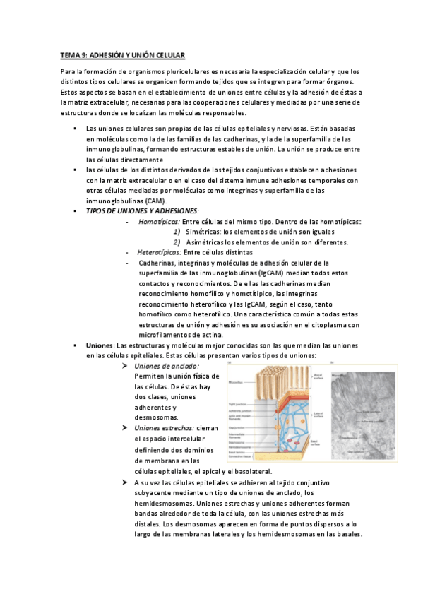 Miniatura del documento TEMA 9.pdf